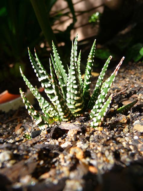 Spiky succulent. Things To Know About Spiky succulent. 